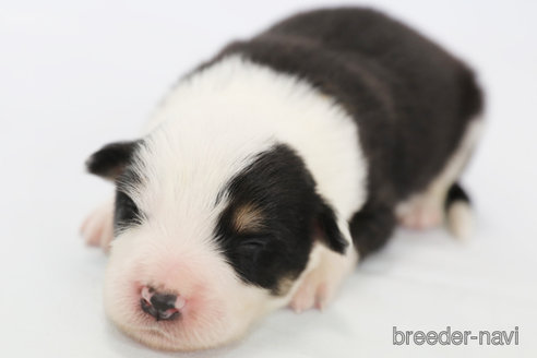 成約済の神奈川県のボーダーコリー-327372の7枚目